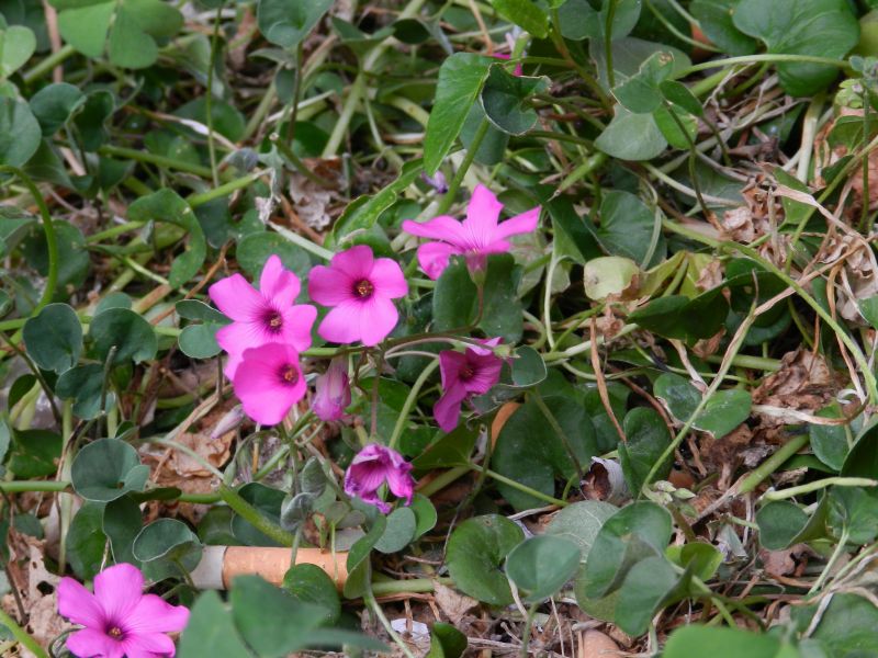 Oxalis articulata